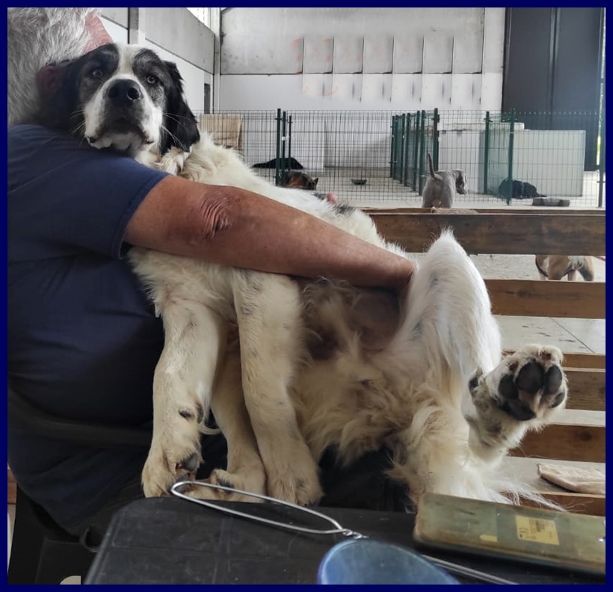 GGG 5anni dolcissimo coccolone tg grande - Foto 4