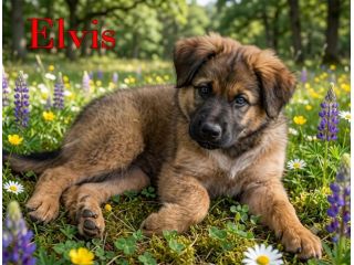 Locky ed Elvis bellissimi cuccioli taglia grande
