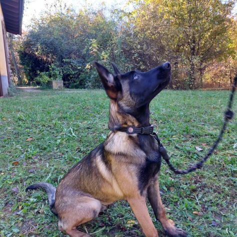Educatore Cinofilo ENCI e Dog Sitter qualificato offre consulenze - Foto 9
