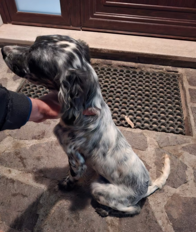 Setter inglese