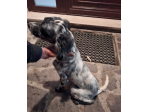 Setter inglese