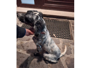 Setter inglese