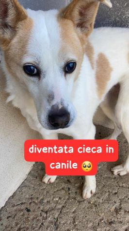 GIOIA 9 ANNI 16 KG CIRCA DIVENTATA CIECA IN CANILE - Foto 3