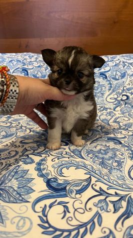 Cuccioli di chihuahua - Foto 3