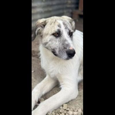 VALENTINO CUCCIOLONE IN ADOZIONE - Foto 8