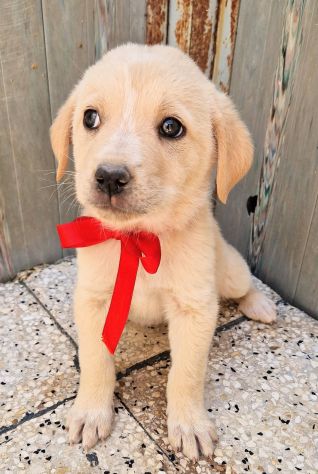 QUANTA TRISTEZZA NEGLI OCCHI DI PHOEBE! - Foto 10