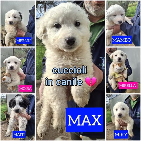 CUCCIOLI 2 MESI taglia media grande - Foto 8