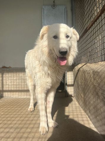 OWELL , CANE IN ADOZIONE - Foto 4