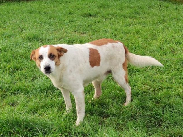 FRISBEE, cane in adozione. - Foto 4