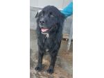 CANE IN ADOZIONE: NADAL, giovane simil terranova.
