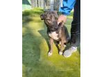 Apollo simil amstaff