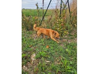 Stefi: 2 anni taglia contenuta