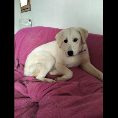 GIORGIA DELIZIOSA CAGNOLINA IN ADOZIONE 12 M3SI