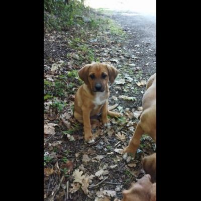 CUCCIOLI IN ADOZIONE - Foto 2