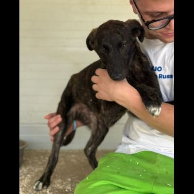 TIGROTTO E PIKACHU CUCCIOLI IN ADOZIONE - Foto 6