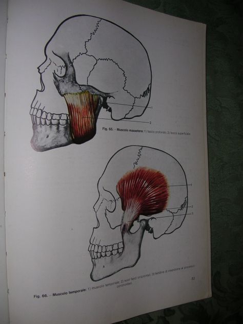 DISEGNO E ANATOMIA PER ODONTOTECNICI - Foto 5
