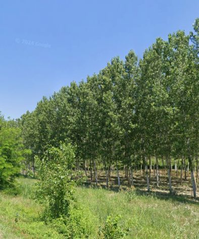 Terreno agricolo