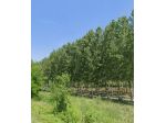 Terreno agricolo