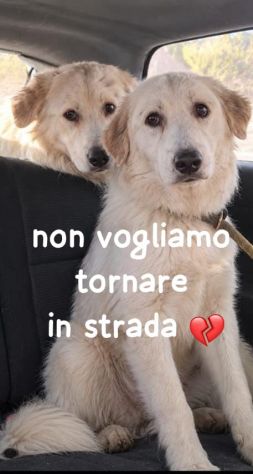 CUCCIOLI MAREMMANO 18 MESI - Foto 3