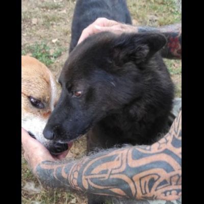 ALBERTO, lupetto allegro socievole taglia medio contenuta, CAGNOLINO IN ADOZIONE - Foto 4