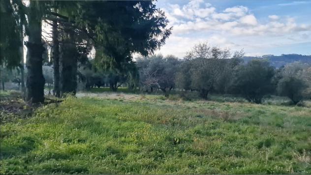 TERRENO AGRICOLO di 10000 mq (CAMAIORE - pieve di camaiore) rif. 1001 - Foto 8