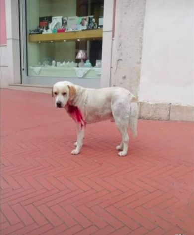 OSVALDO MIX LABRADOR CANE IN ADOZIONE - Foto 5