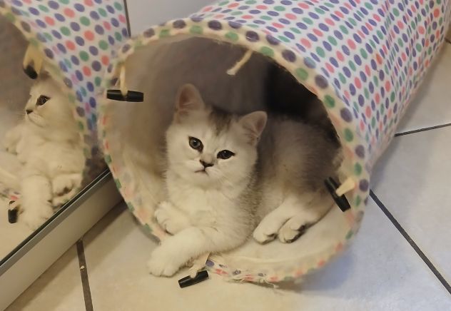 Cuccioli Straight/Fold - Foto 3