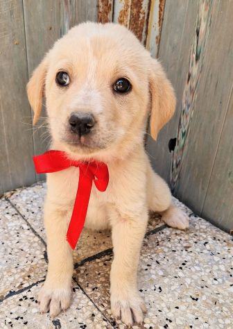 QUANTA TRISTEZZA NEGLI OCCHI DI PHOEBE! - Foto 3