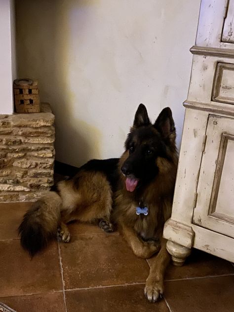 Pastore Tedesco 7 anni cerca casa - Foto 7