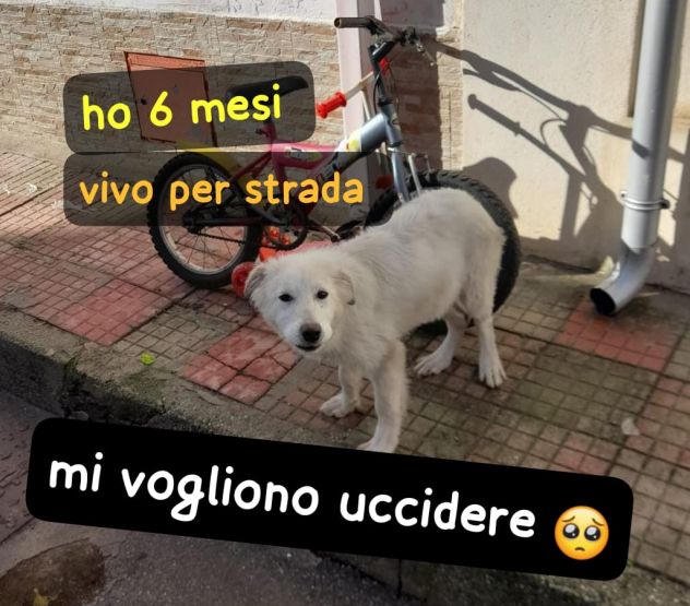 NATALIA CUCCIOLA 6 MESI VIVE PER STRADA
