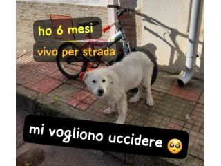 NATALIA CUCCIOLA 6 MESI VIVE PER STRADA