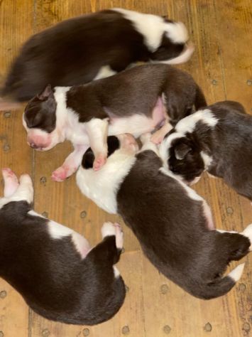 Border Collie cuccioli - Foto 6