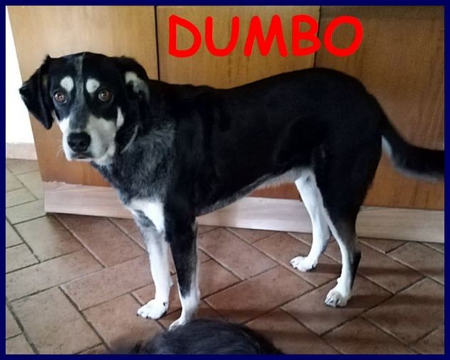 DUMBO sui 7anni aspetta ancora una famiglia!Buono anche coi gatti - Foto 2