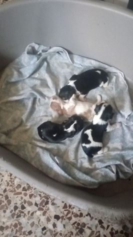 CUCCIOLI DI CAVALIER KING DA PRIVATO