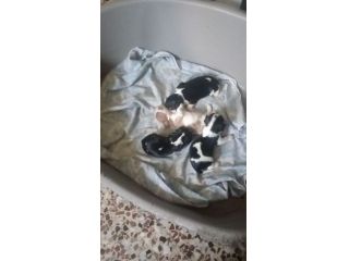 CUCCIOLI DI CAVALIER KING DA PRIVATO