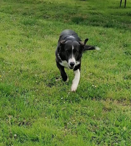 CHARLIE, simil border collie abbandonato cerca casa - Foto 8