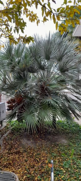 palme n.2 - Foto 3