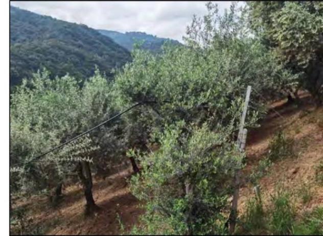 Immobile in asta di 1115 m² in vendita a San Demetrio Corone - Foto 13