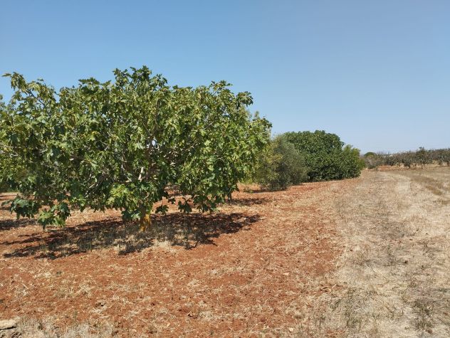Terreno agricolo in vendita a Casarano 12.000 mq - Foto 4