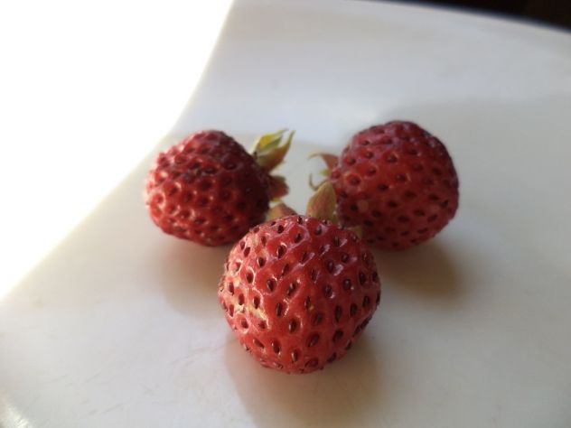 Fragola moschata marie charlotte - Foto 2