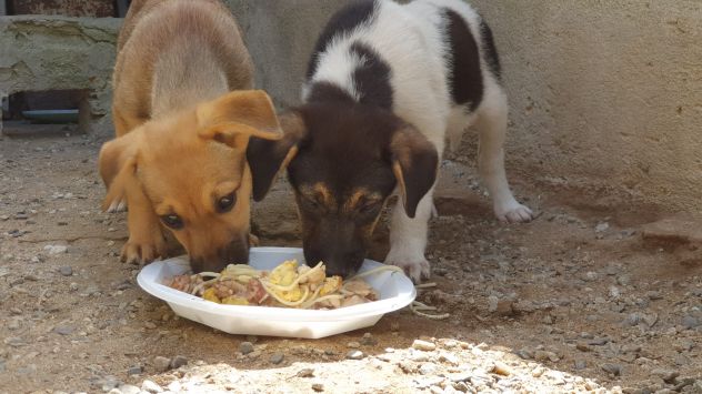 CUCCIOLE 2 MESI taglia media contenuta SONO IN STRADA - Foto 3