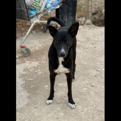 OREO CERCA UNA FAMIGLIA TUTTA SUA, CAGNOLINO IN ADOZIONE - Foto 2