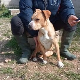 Ambra dolcissima simil pitbull adozione urgente - Foto 4