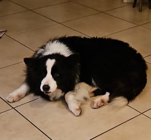 Border Collie 10anni ex fattrice BERGAMO
