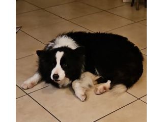 Border Collie 10anni ex fattrice  BERGAMO