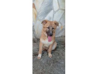 Tonino cucciolo