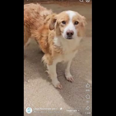 LILLO 15 KG DI TENEREZZA CAGNOLINO IN ADOZIONE - Foto 6