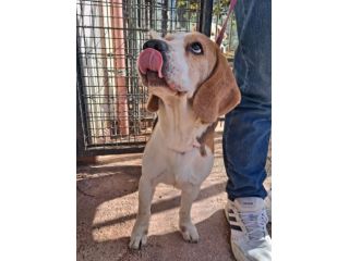 Alvin: nonnino Beagle dolcissimo. Lo cedono