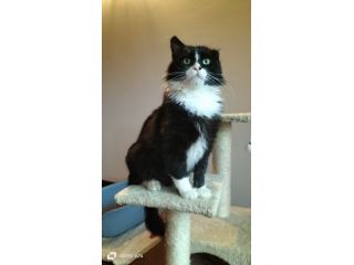 regalo gattino adorabile