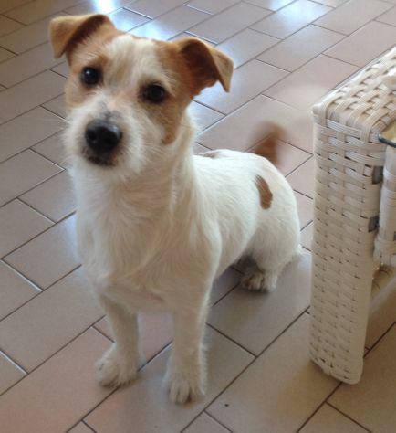 Jack Russell Broken per accoppiamento - Foto 3